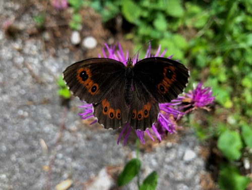 Auronzo, farfalle in Val Marzon